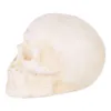 Cast Iron Human Skull Paperweight - Unique Desk Decor and Office Gift